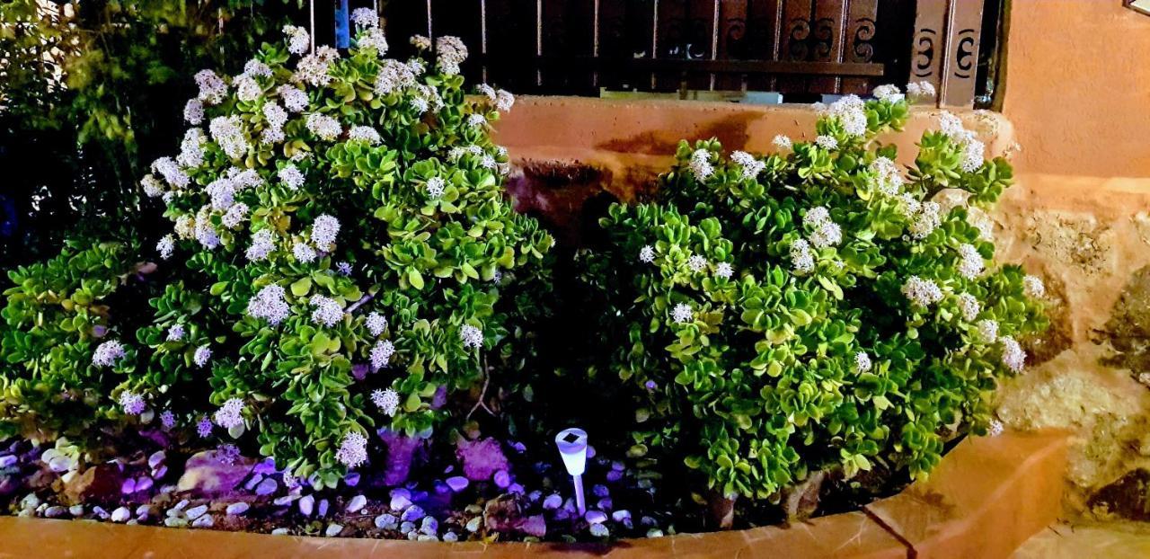 阿拉德 死海阳光旅馆酒店 外观 照片